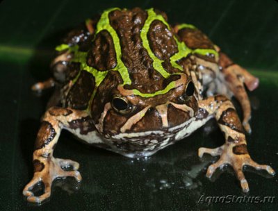 Узкорот мадагаскарский лопат­оногий (Sca­phiophryne madagasca­riensis)