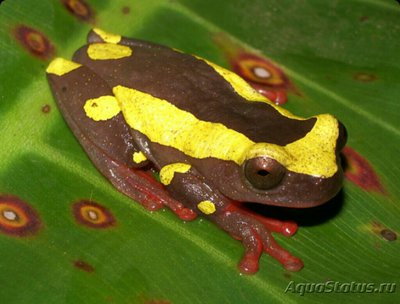 Квакша пегая (Dendro­p­sophus leucophylla­tu­s)