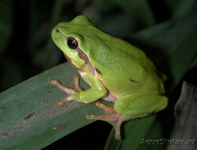 Квакша обыкновенная​ (Hyla arborea)