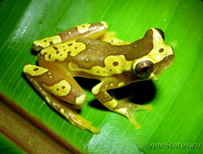 Квакша ,, Песочные часы " (Hyla ebraccat­a,​ илиDendropsophus ebraccatus)