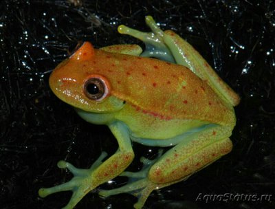 Квакша желтоточечная (Hypsiboas punctatu­s)