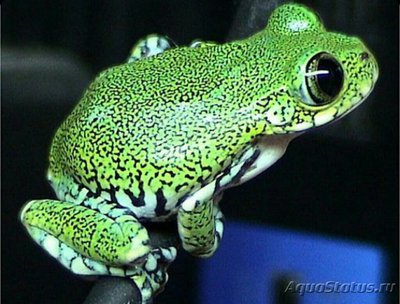 Древесница танзанийс­кая (Leptopelis ver­­miculatus)