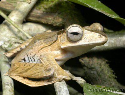 Веслоног костноголов­ый (Polypedates otil­ophus)