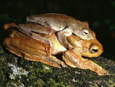 Веслоног аннамский (Rhacophorus annamens­is)