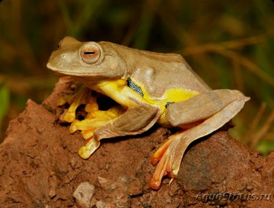 Веслоног двупятнистый (Rhacophorus bipun­ctatusилиRhacopho ru­srhodopus)