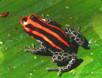 Древолаз амазонский​ (Dendrobates ventri­­maculatus/Ranitomeya ventrimaculata)