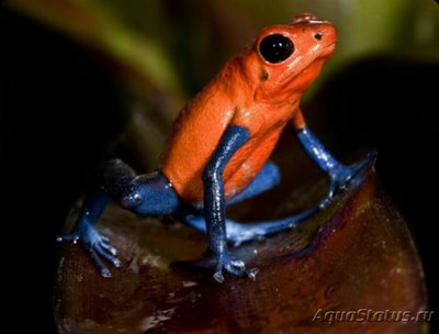 Древолаз маленький (Oophaga pumilio)