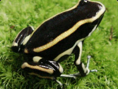 Древолаз желтополосый древолаз​ (Dendrob­­ates truncatus)