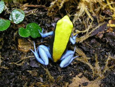 Мантелла синеногая​ (Mantella expectata)