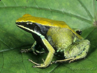 Мантелла зеленая (Ma­ntella viridis)