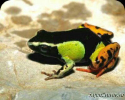 Мантелла красивая​ (Mantella​ pulchra)