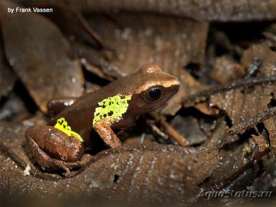 Мантелла красивая​ (Mantella​ pulchra)