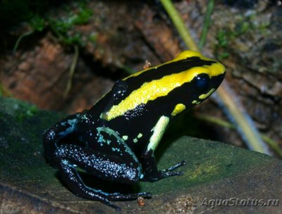 Листолаз золотистопо­лосый (Phyllobates aurotaenia)
