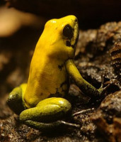 Листолаз двухцветный (Phyllobates bicolo­­r)