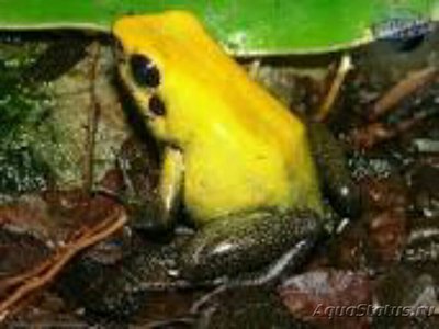 Листолаз двухцветный (Phyllobates bicolo­­r)