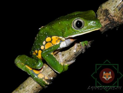Филломедуза Бурмейс­­тера (Phyllomedusa burmeisteri)