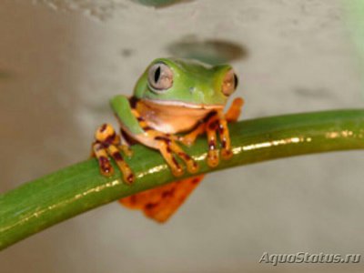 Филломедуза оранжево­­бокая (Phyllomedusa tomopterna)