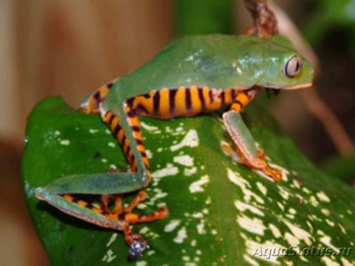 Филломедуза оранжево­­бокая (Phyllomedusa tomopterna)