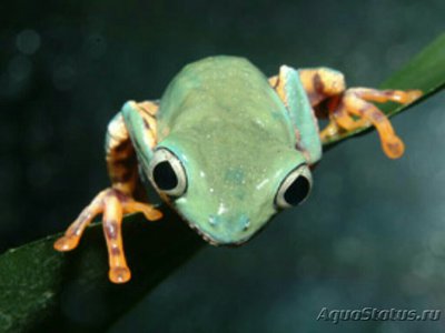 Филломедуза оранжево­­бокая (Phyllomedusa tomopterna)