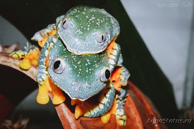 Квакша причудливая (Cruziuohyla crasped­­o­pus)