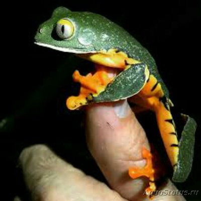 Квакша причудливая (Cruziuohyla crasped­­o­pus)
