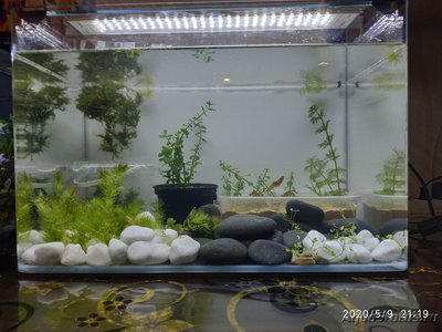 Фото Мой аквариум 37 литров AnnaS  (photo#125336)