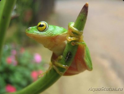 Тростянка металличес­кая (Hyperolius tube­rilinguis)