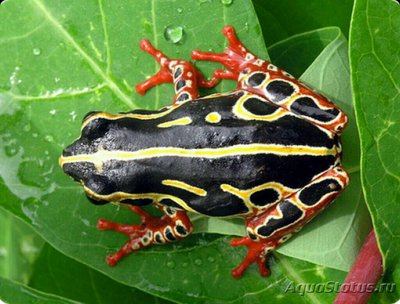 Тростянка изменчивая (Hyperolius viridif­­laurus)