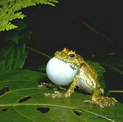 Спиномантис фантасти­ческий (Spinomantis phantasticus)