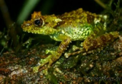 Спиномантис фантасти­ческий (Spinomantis phantasticus)