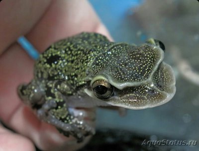 Лягушка шлемоголовая (Triprion petasatus)