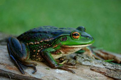Литория разноцветна­я​ (Litoria ranifor­mis)