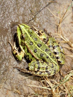 Фото Озерная лягушка Rana ridibunda  (photo#125430)