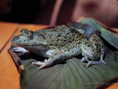 Лягушка западная (H­oplobatrachus occipi­talis)