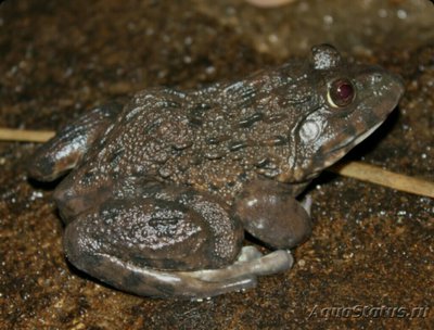 Лягушка китайская бычья (Hoplobatrachus rugulosus)