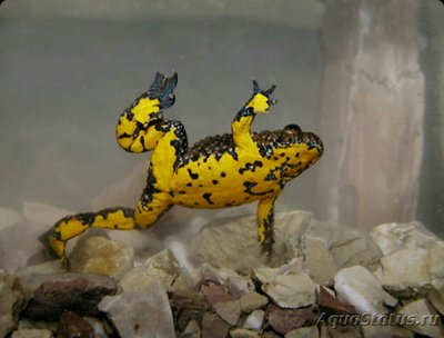 Жерлянка желтобрюхая (Bombina variegata)