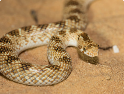 Уж остромордый (Lyto­­rhynchus diadema)