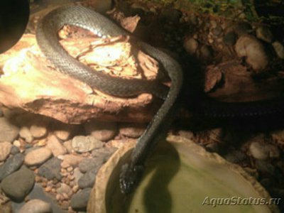 Уж большеголовый - колхидский (Natrix me­galocephala)
