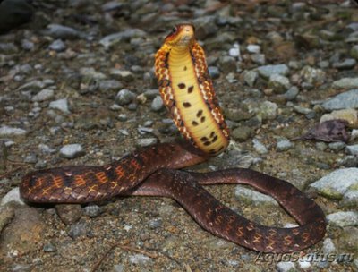 Большеглазый капюшонный уж (Pseudoxenodon macrops)
