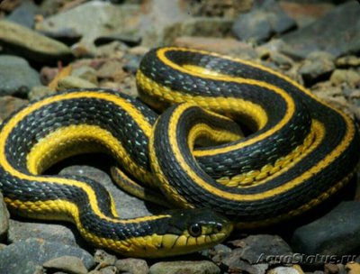 Змея водяная подвязочная (Thamnophis atratus)