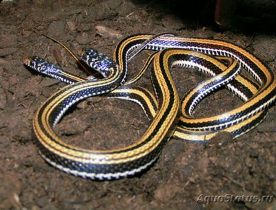 Уж азиатский полоса­тый​ (Xenochrophis​ vittatus)