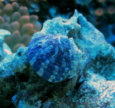Улитка конусная ,, Трохус " (Тrochus sp.)