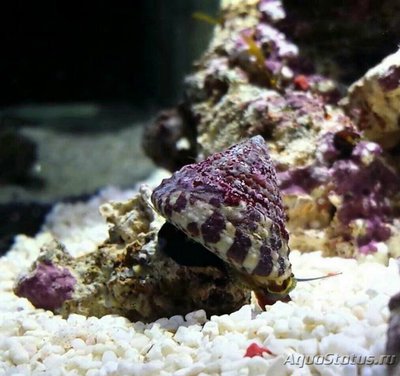 Улитка конусная ,, Трохус " (Тrochus sp.)