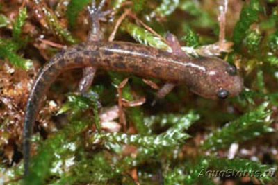 Тритон японский безл­егочный (Onychodact­­ylus japonicus)
