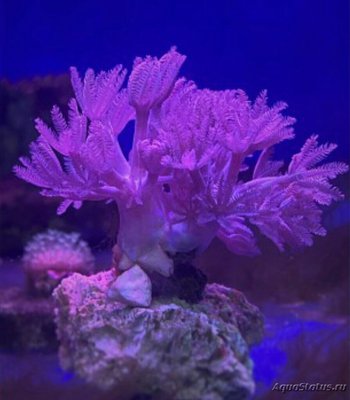 Фото Ксения пульсирующая Heteroxenia fuscesc­­ens  (photo#125592)