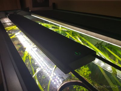 Фото Подводный Романтик. Мой аквариум Fluval Roma 120 литров Zlatka  (photo#125617)