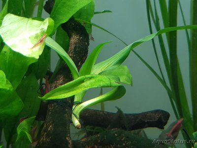 Фото Подводный Романтик. Мой аквариум Fluval Roma 120 литров Zlatka  (photo#125619)