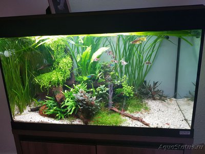 Фото Подводный Романтик. Мой аквариум Fluval Roma 120 литров Zlatka  (photo#125621)