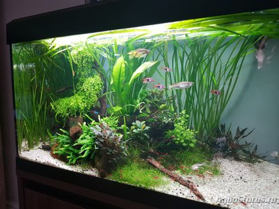 Фото Подводный Романтик. Мой аквариум Fluval Roma 120 литров Zlatka  (photo#125622)