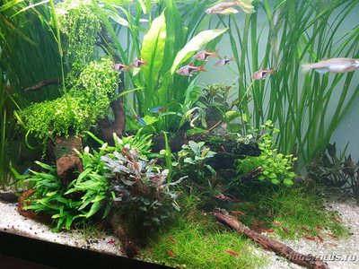 Фото Подводный Романтик. Мой аквариум Fluval Roma 120 литров Zlatka  (photo#125623)